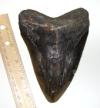 Reworked Yorktown Megalodon Tooth